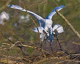 Breeding Egrets_45560